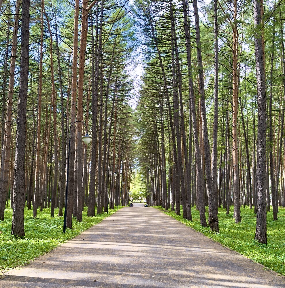 В тени лиственниц/ In the shadow of larches
