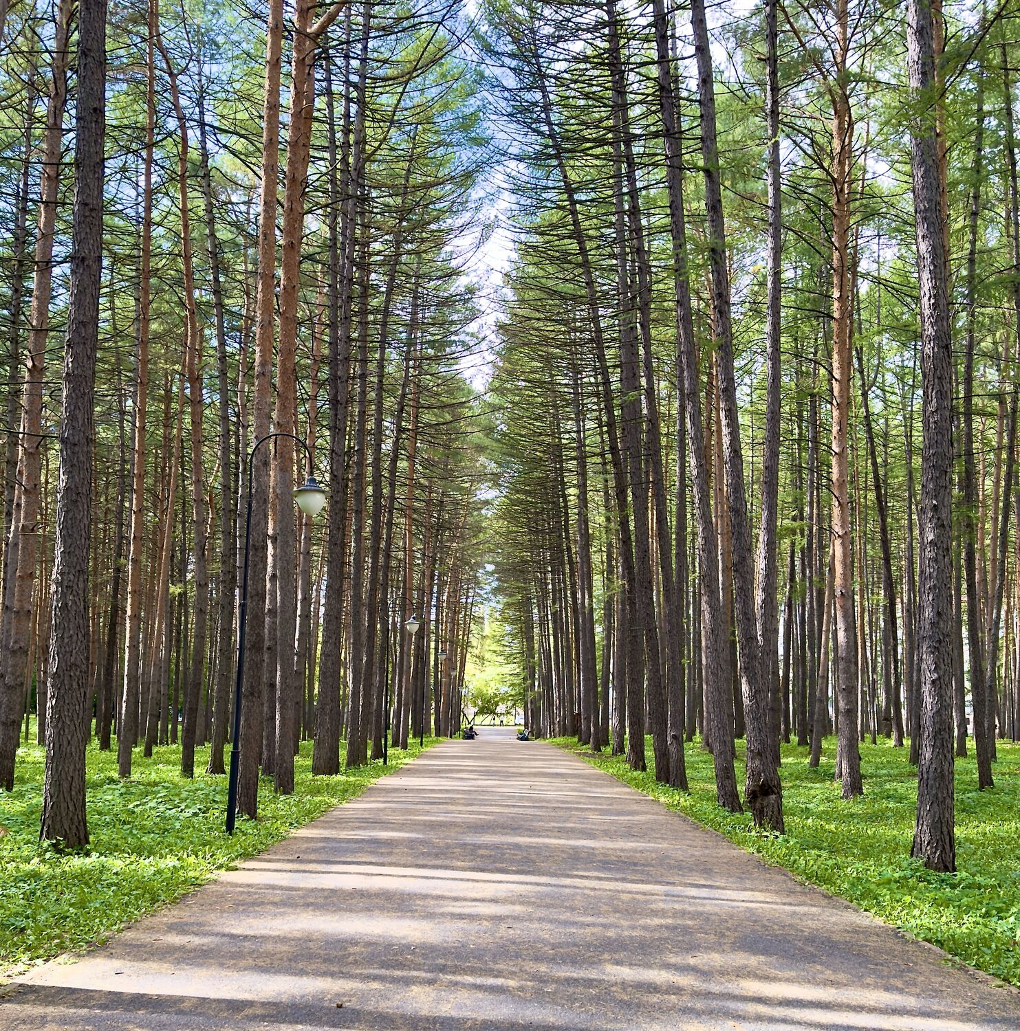 В тени лиственниц/ In the shadow of larches
