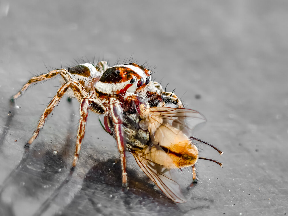 Photograph by Aadhisakthi Srinivasan