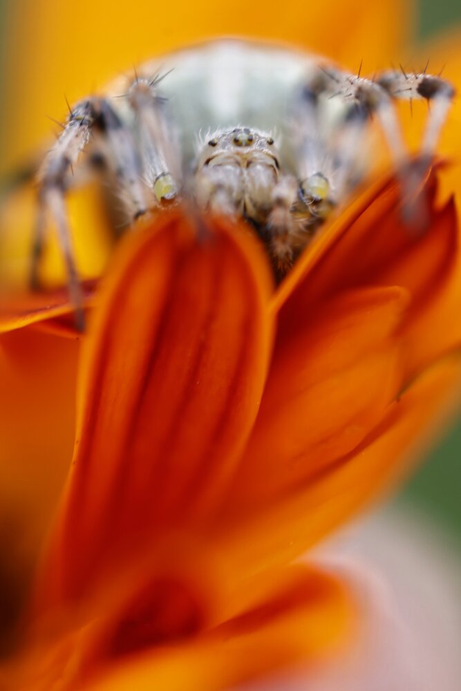 Photograph by Микрокосмос Владимир