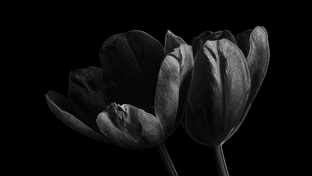Photograph by Luca Menotti