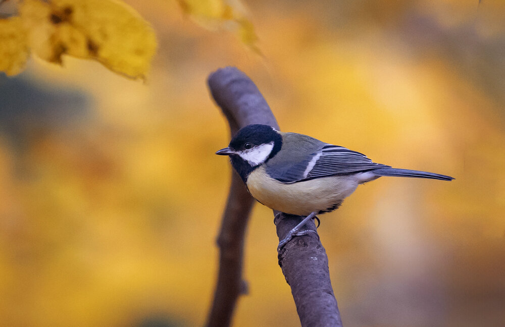 Photograph by Сергей Здерев