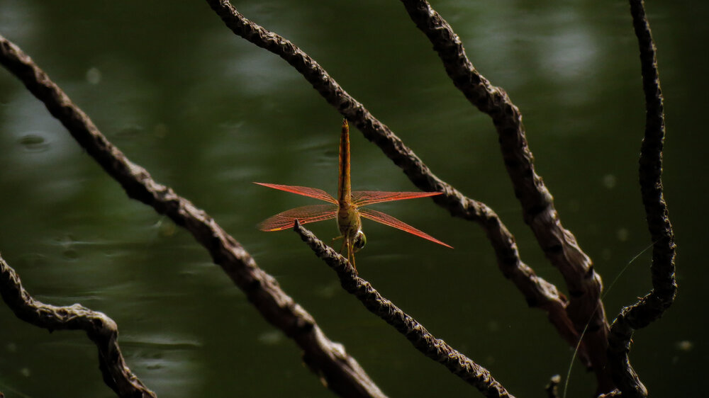 Photograph by Trong Hoang