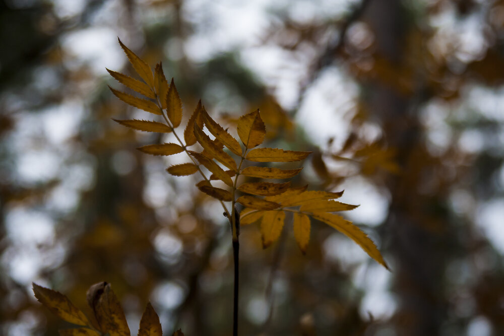 Photograph by Никита Михайлов