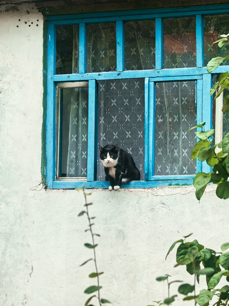 Котик
