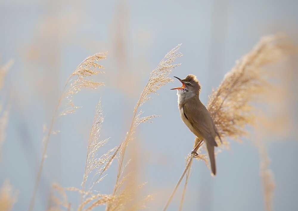 Great Reed Warbler