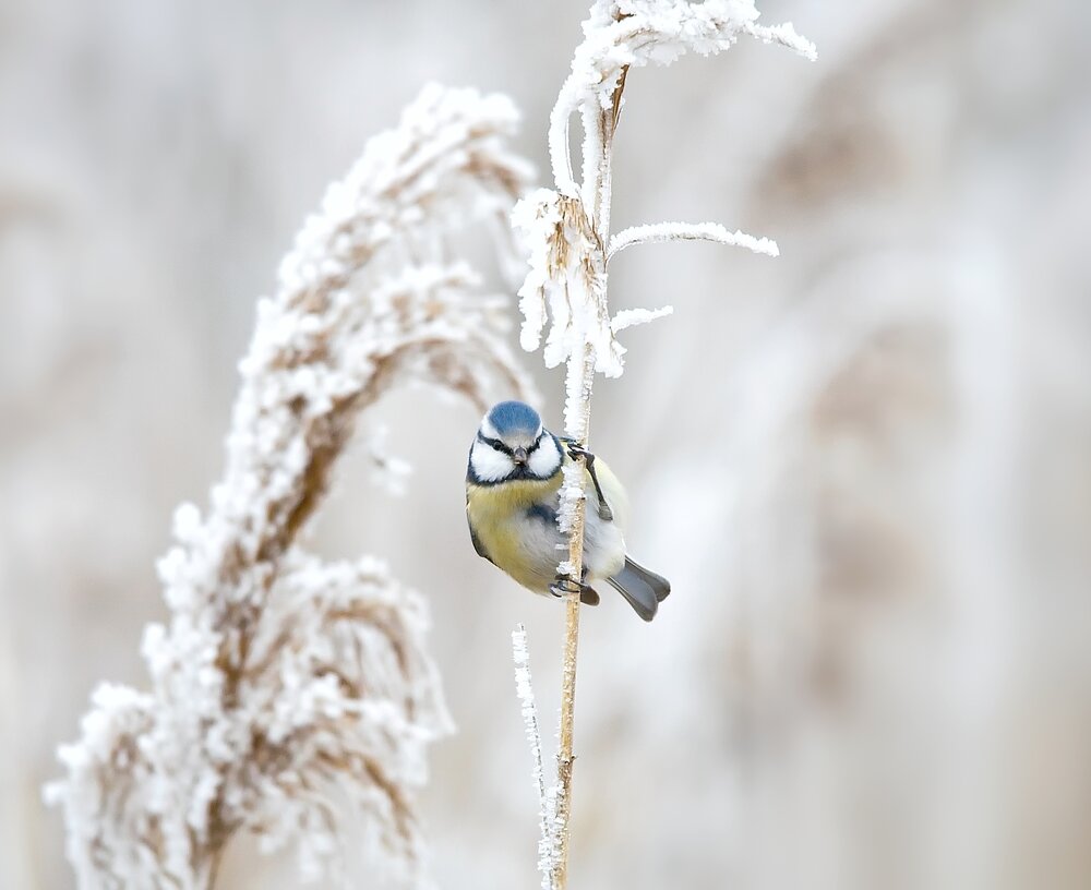 Blue tit