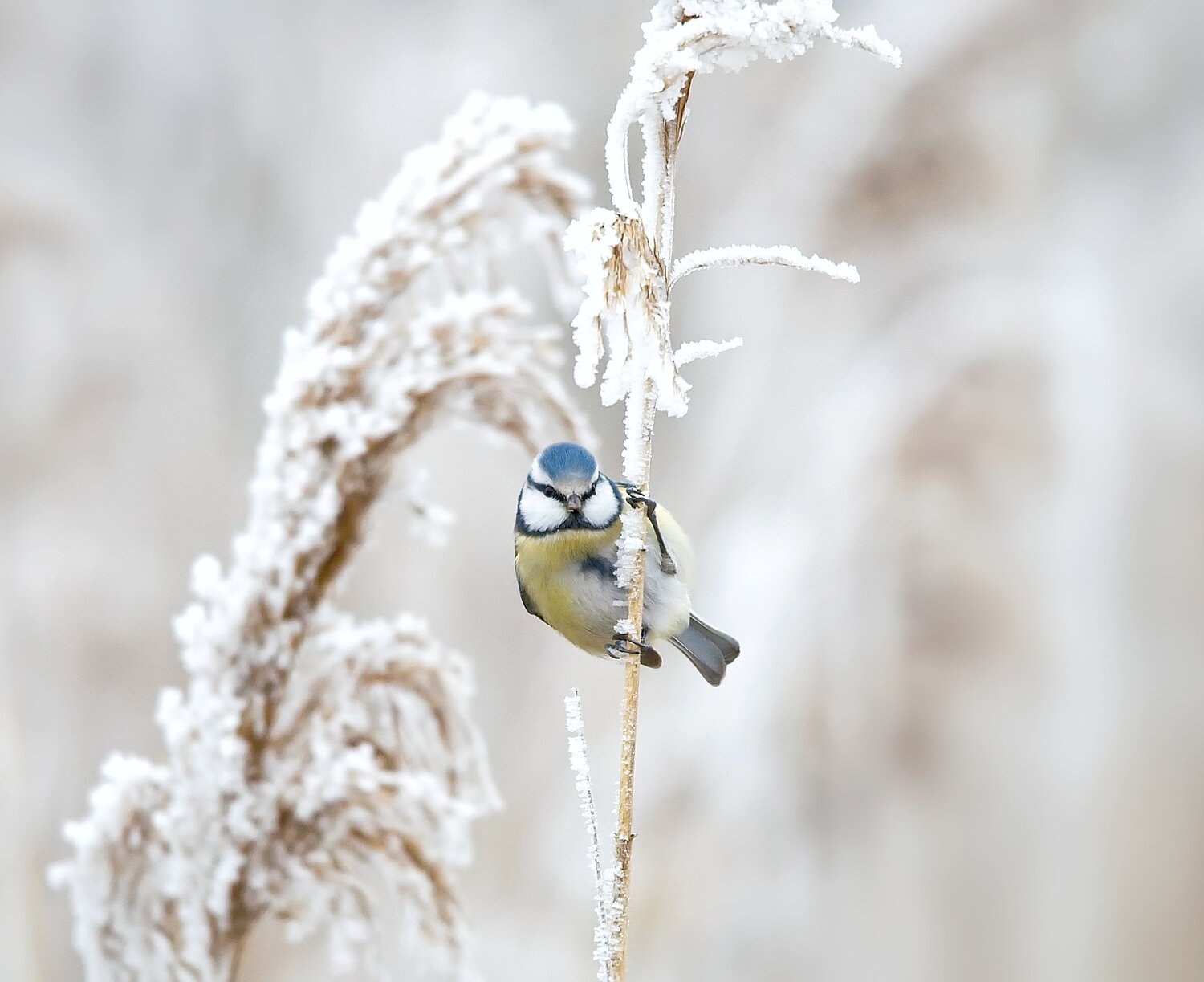 Blue tit