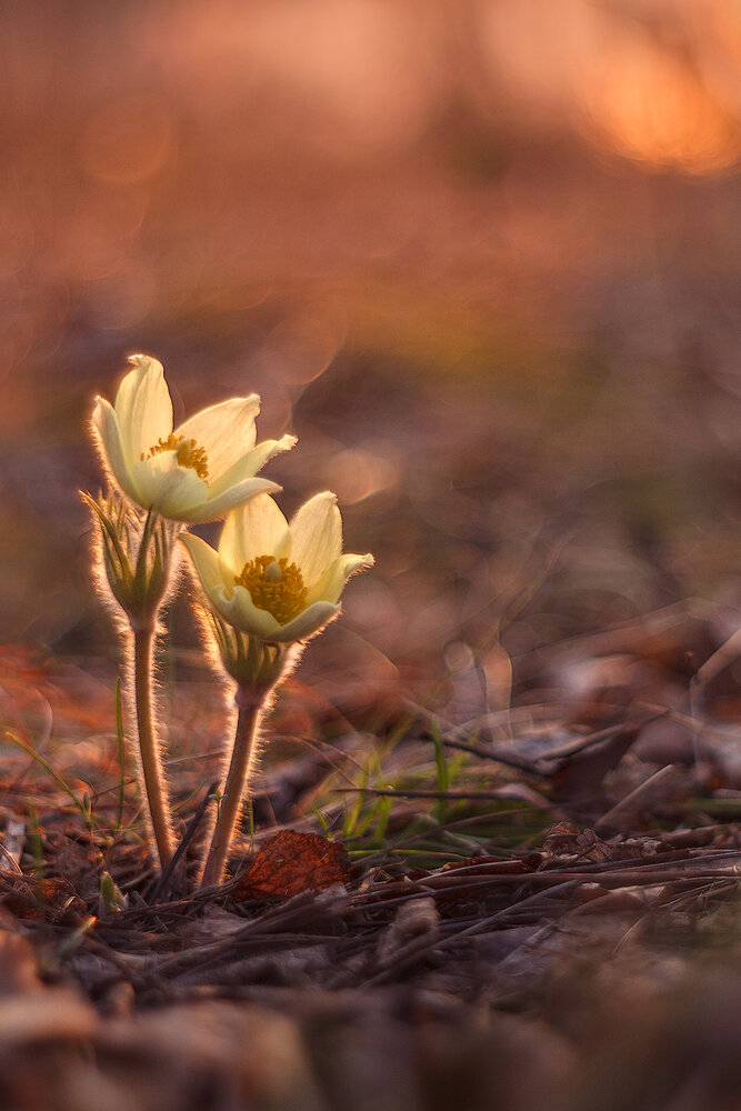 Photograph by Sokolova Tatiana