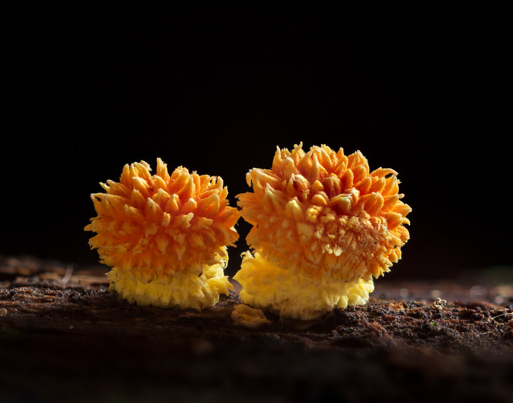 Photograph by Valdir Hobus
