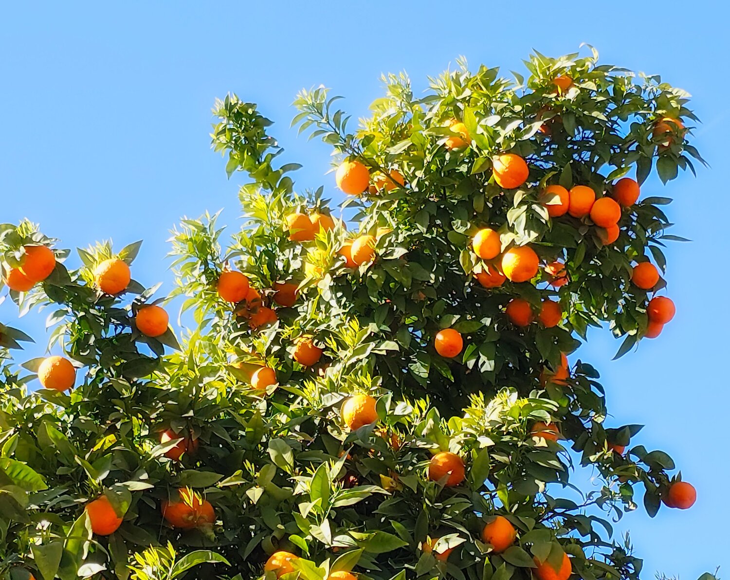 Fruitful tree