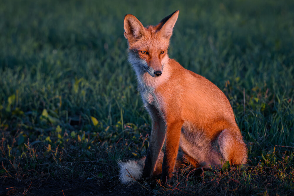 Photograph by Вячеслав Ладанов