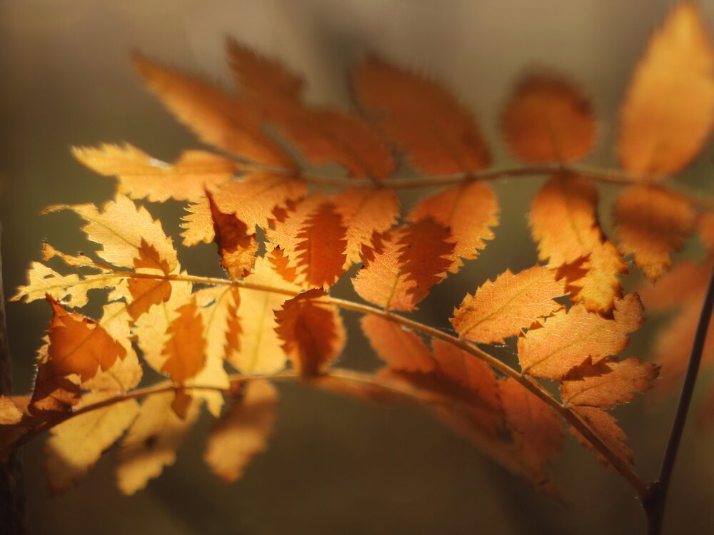 Photograph by Андрей Шестаков