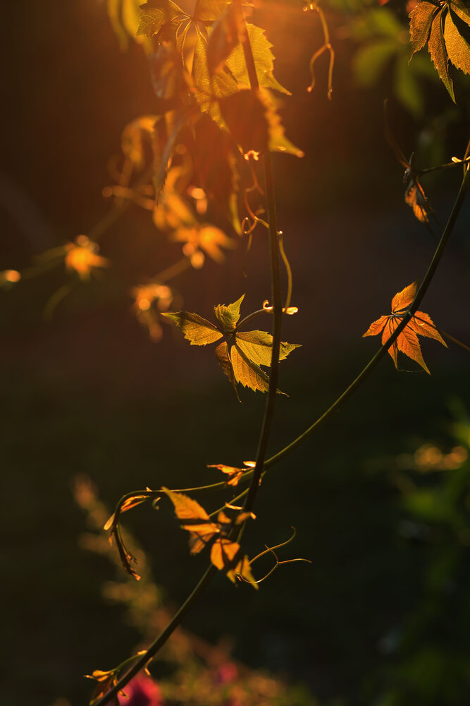 Photograph by Елена Шмырова