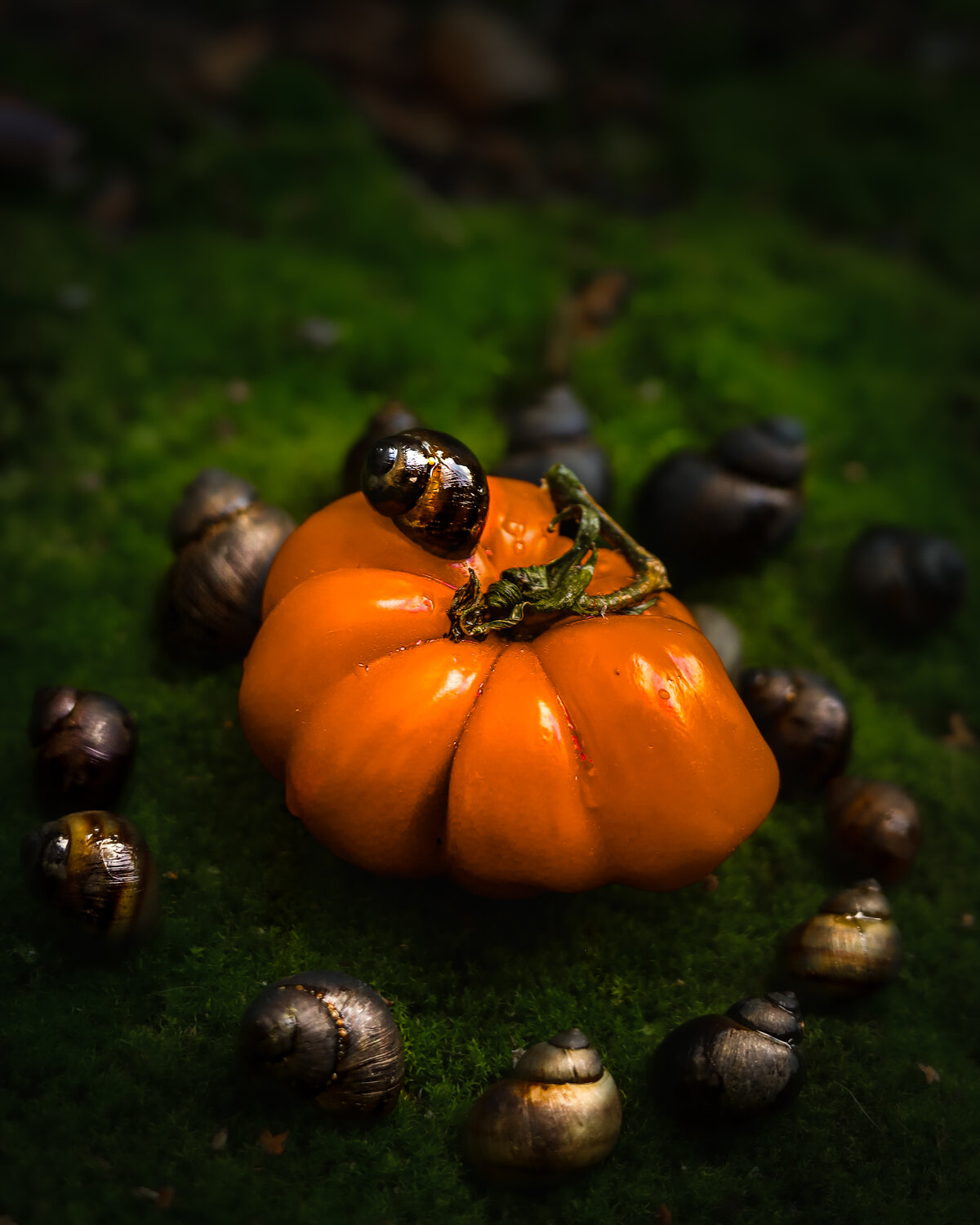 The Autumn Wanderer