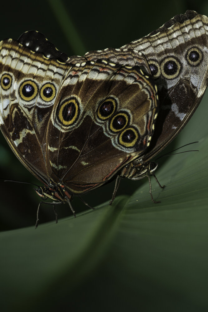 Morpho Duo