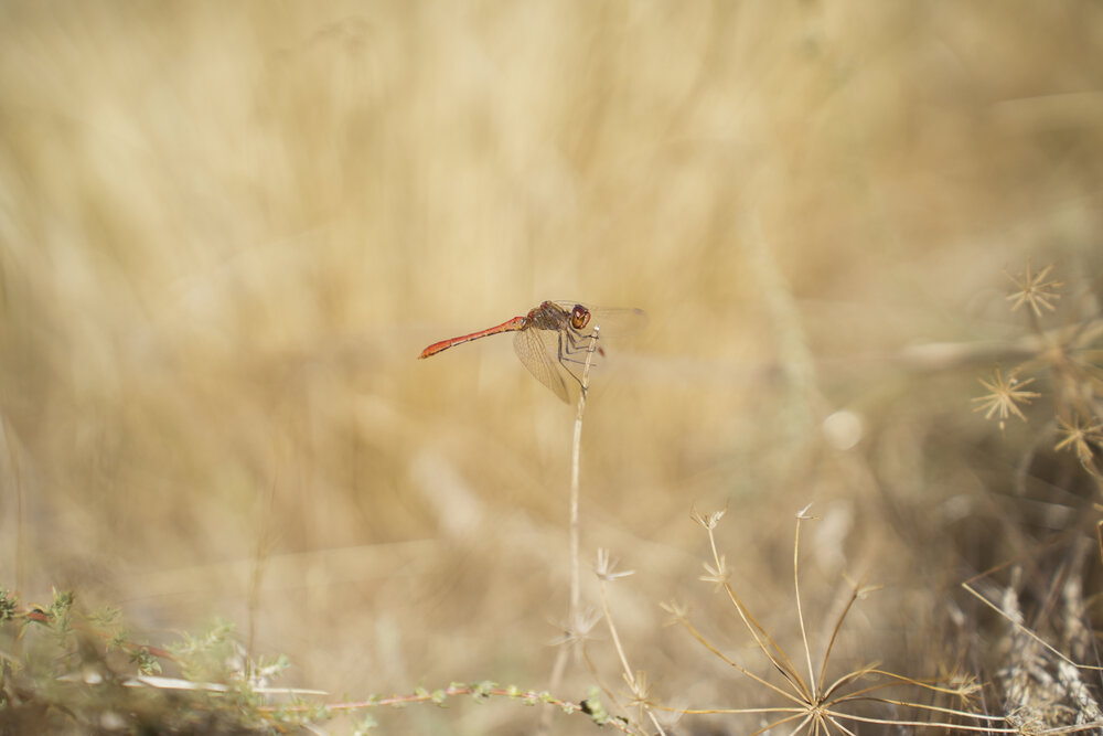 Photograph by Екатерина Великанова