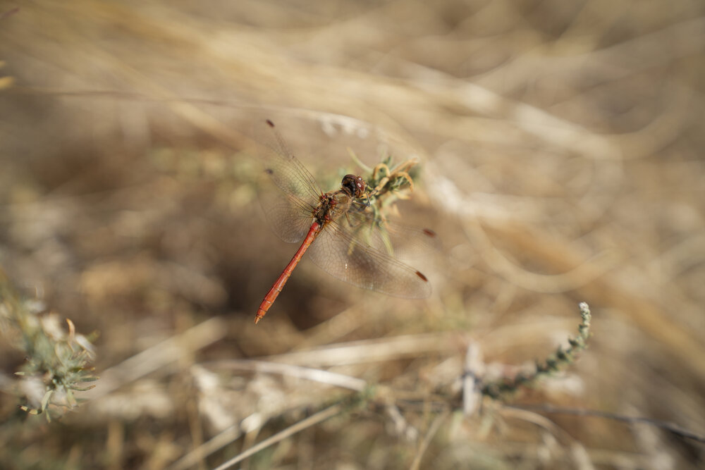 Photograph by Екатерина Великанова
