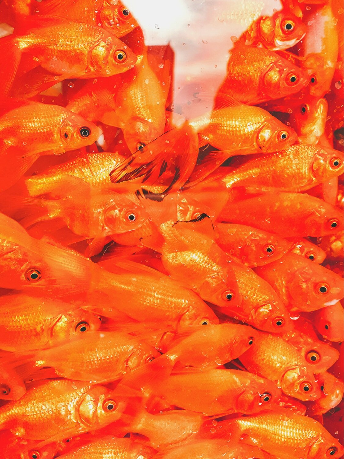 ORANGE COLOR