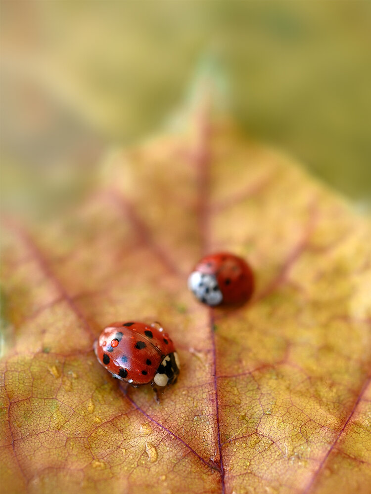 Photograph by Наталья Комиссарова