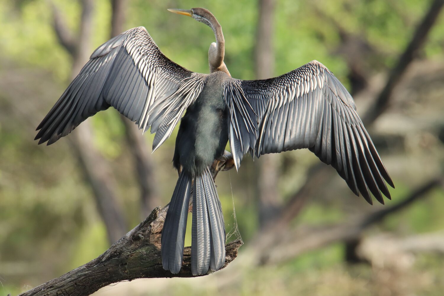 Darter on a tree branch