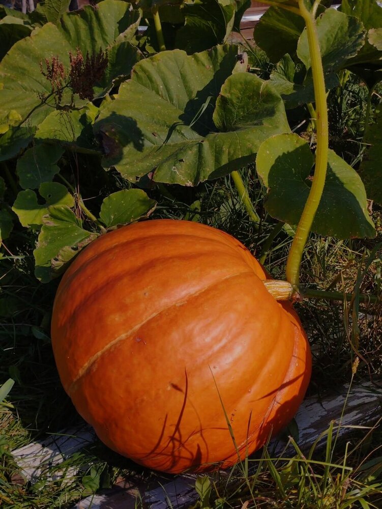 Photograph by Ия Дирко