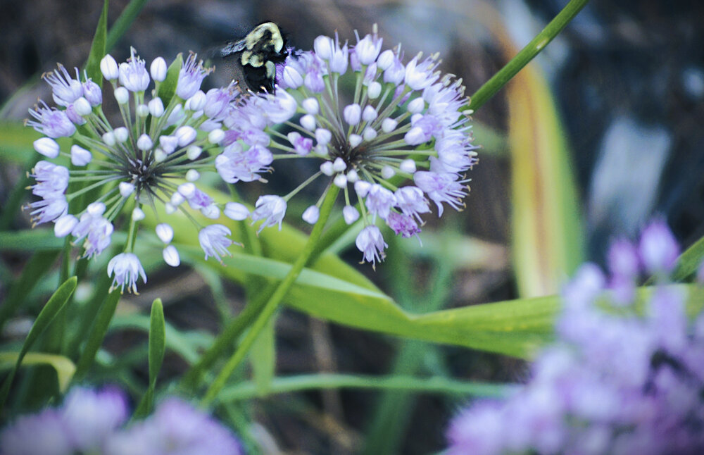 Pollinator at Work