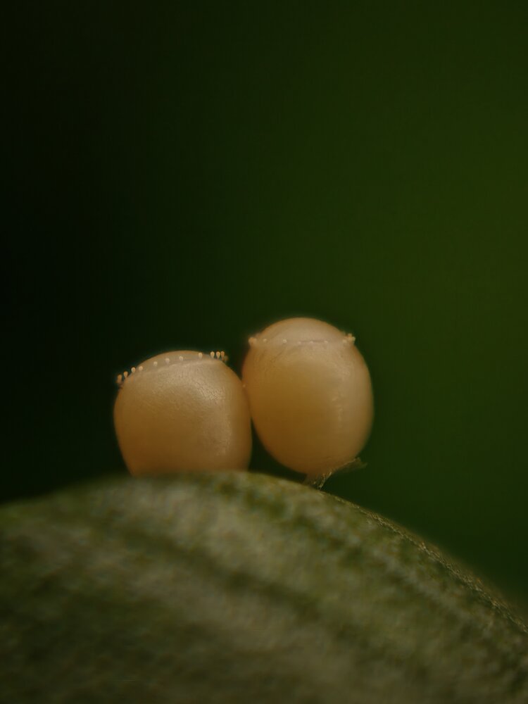 Photograph by Sai Krishna