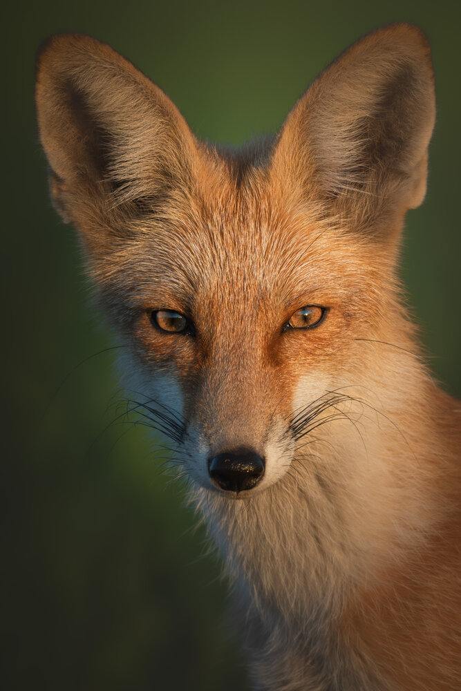 Photograph by Вячеслав Ладанов