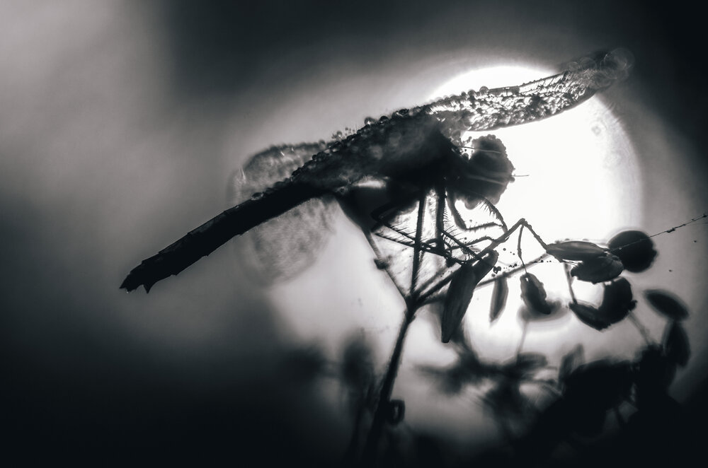 Photograph by Любовь Бусова