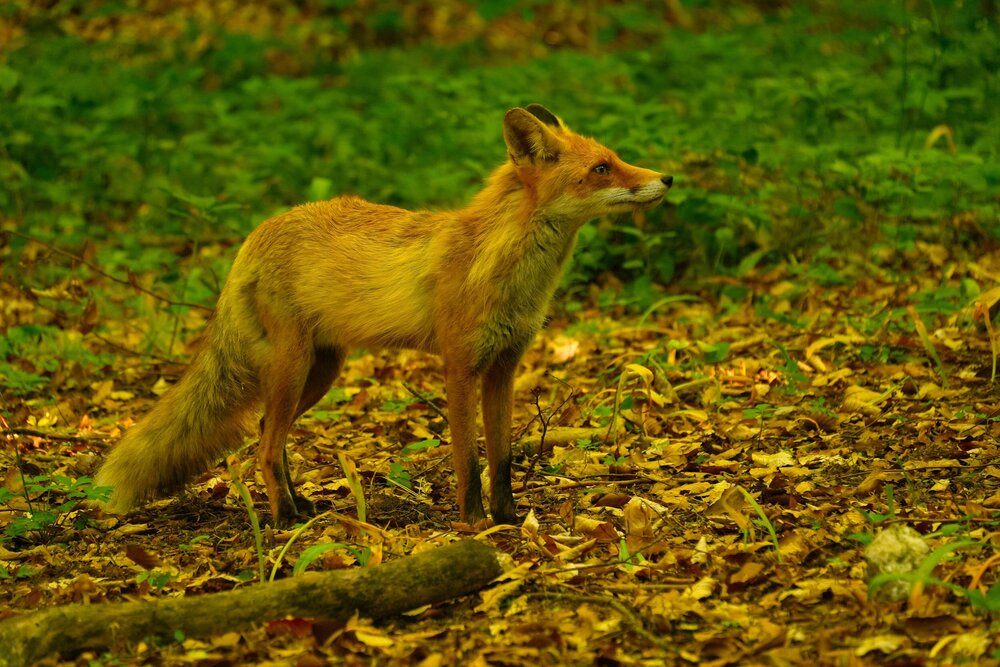 Photograph by света хлевненко