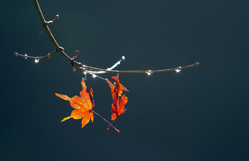 Photograph by Tibi Engelman
