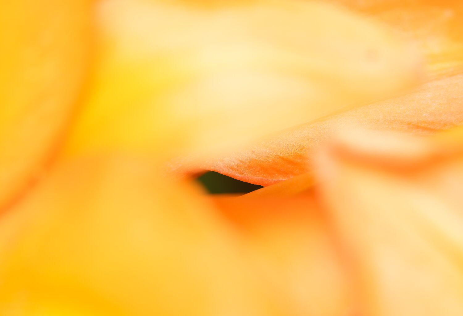 Photo #14008634