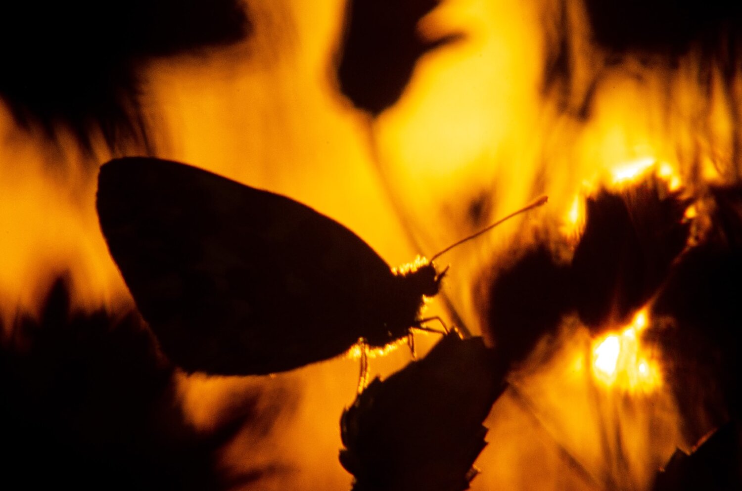 Photo #14008666