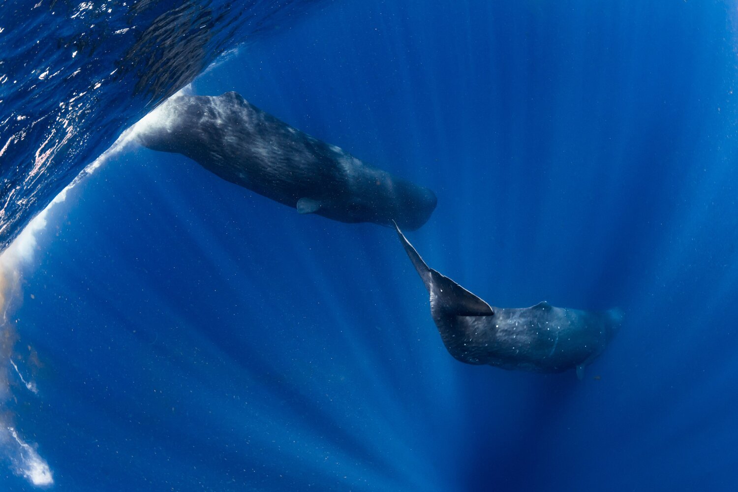Defensive Defecation and Diving into Deep