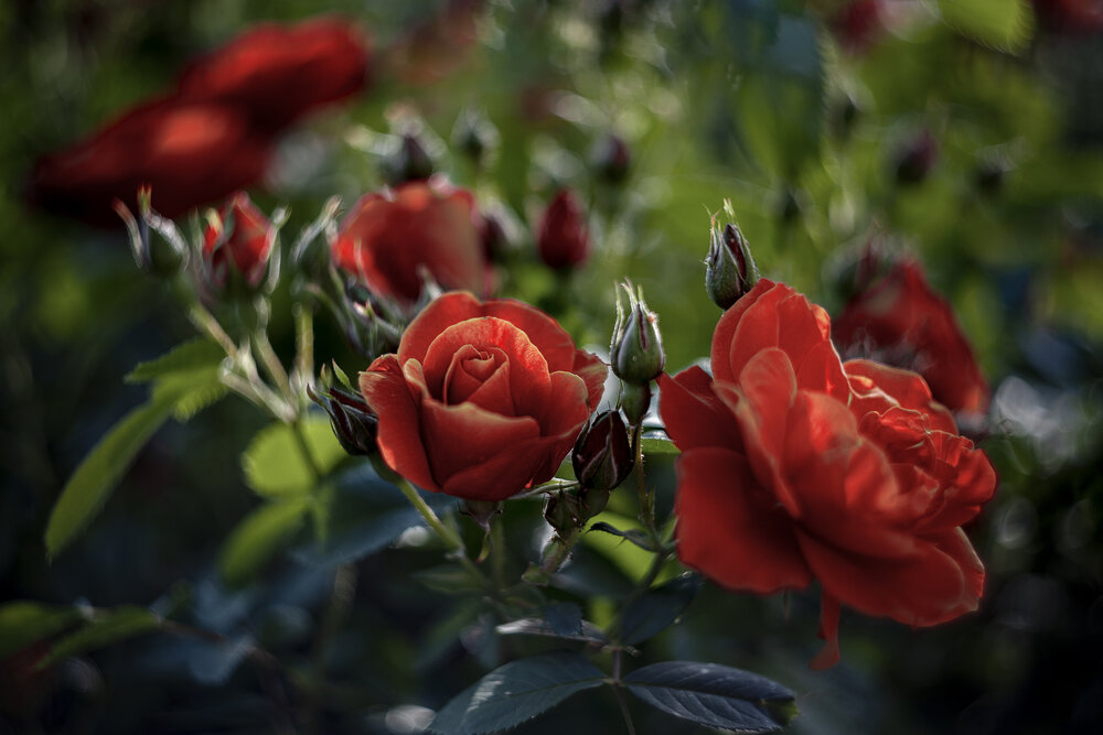 Photograph by Удрис Айвар