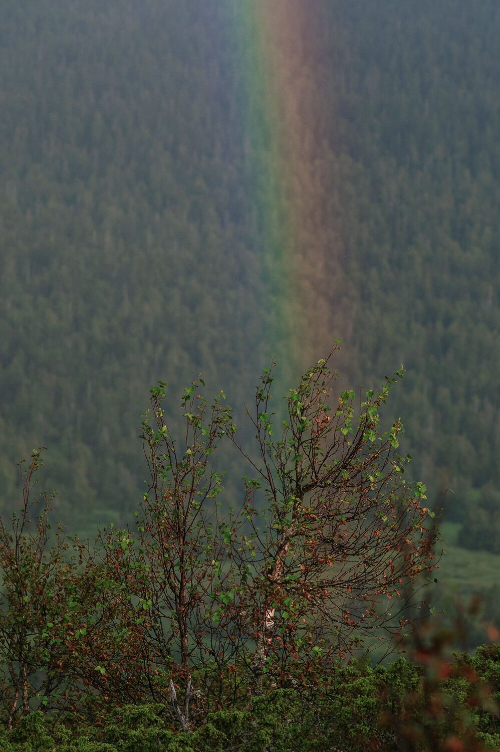Photo #14008972