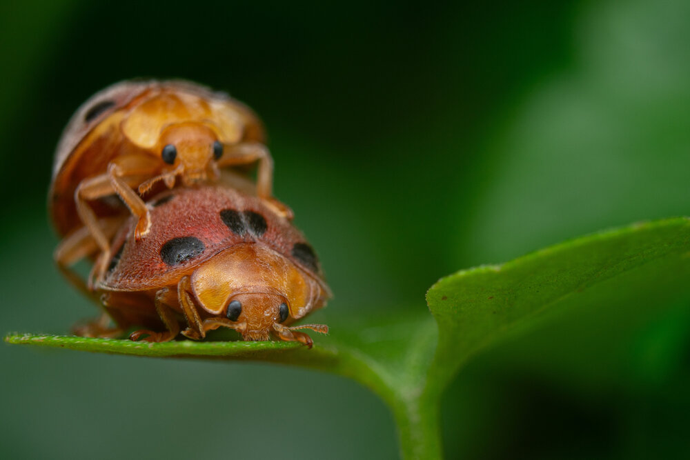 Photograph by achmad kamal kamal