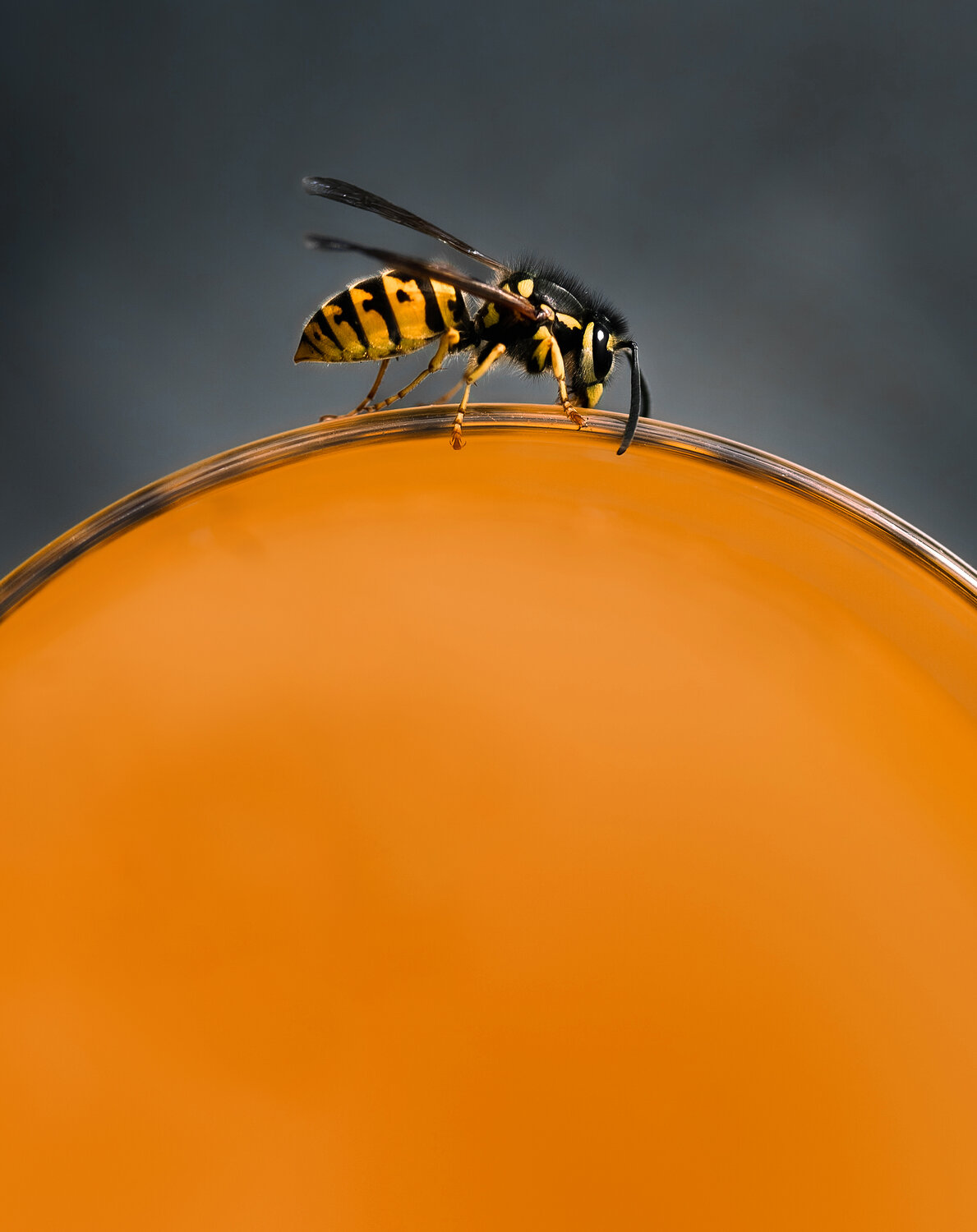 Orange Horizon
