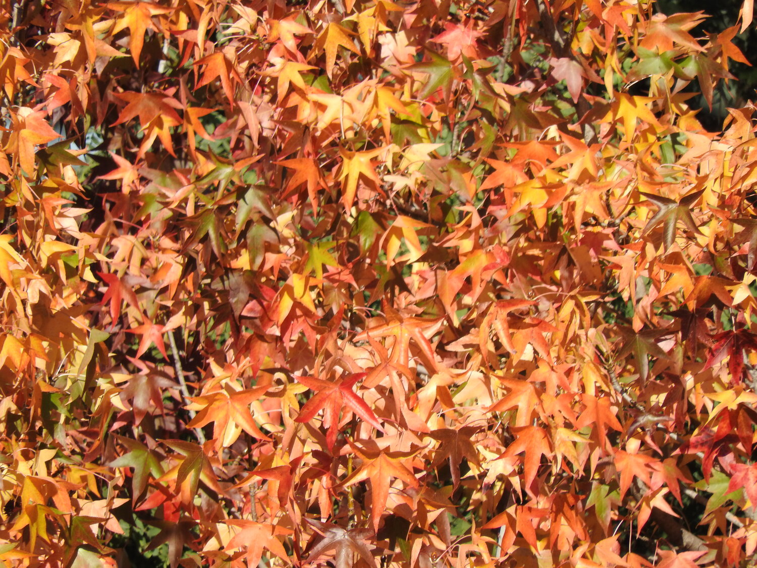 Photo #14009658