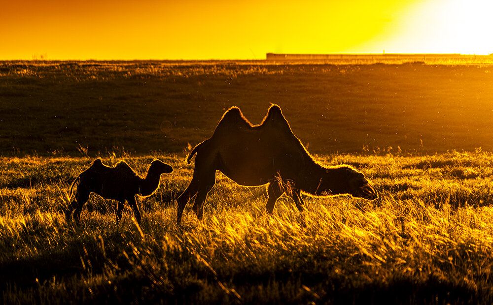 Photograph by Borjigon Bayasal