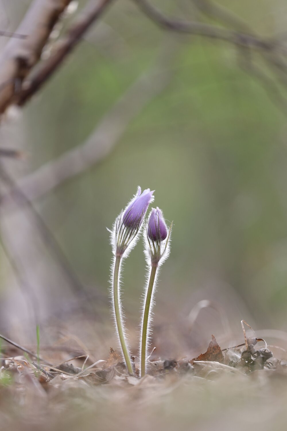 Photo #14010235