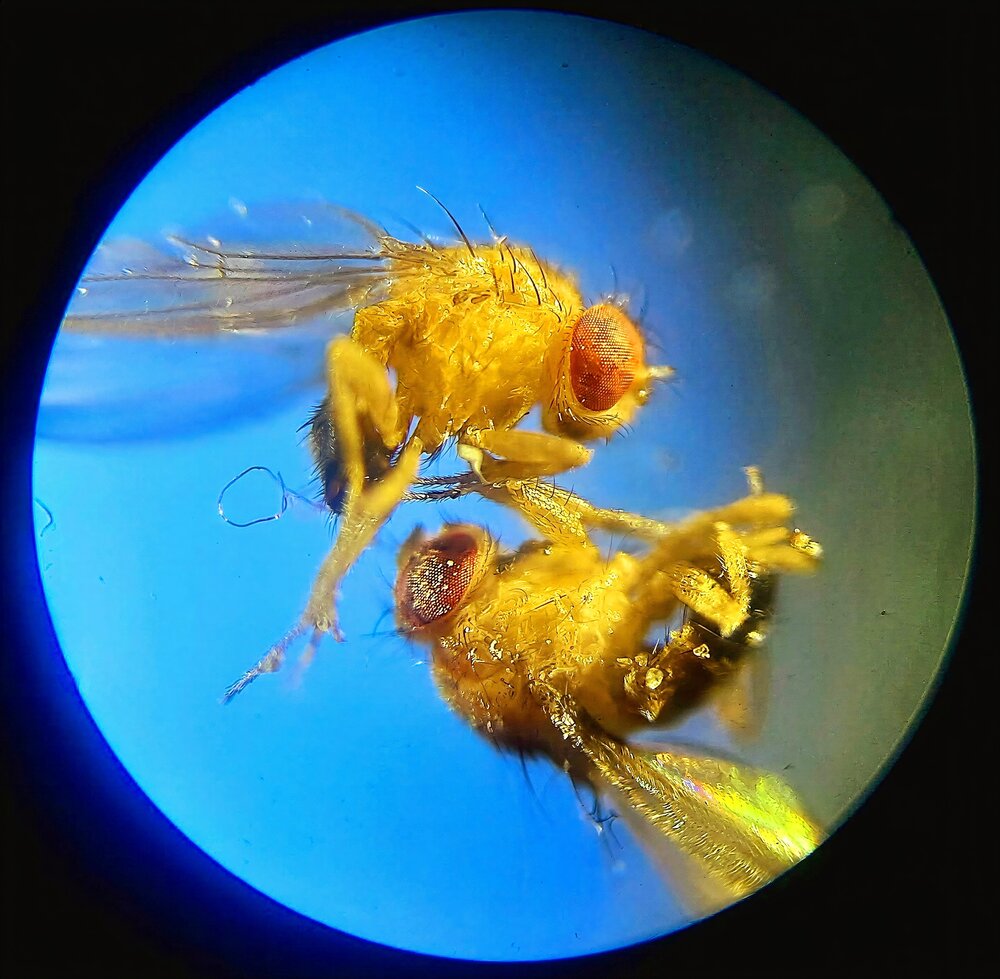 Photograph by Лидия Кашуро