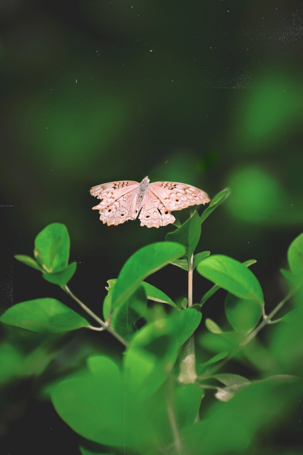 Nature photography