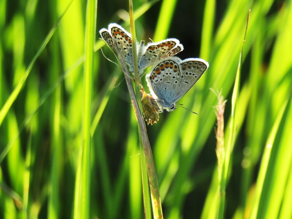 Photo #14010432