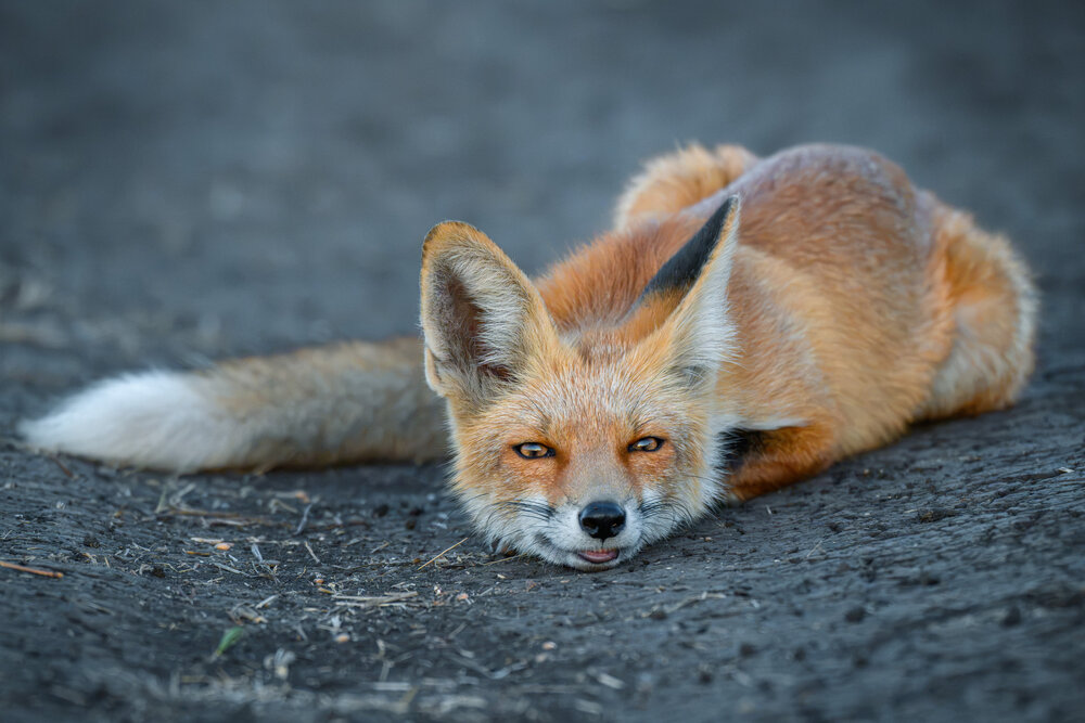 Photograph by Вячеслав Ладанов
