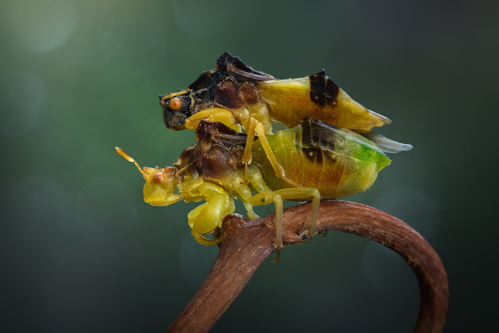 Photograph by Atul Saluja