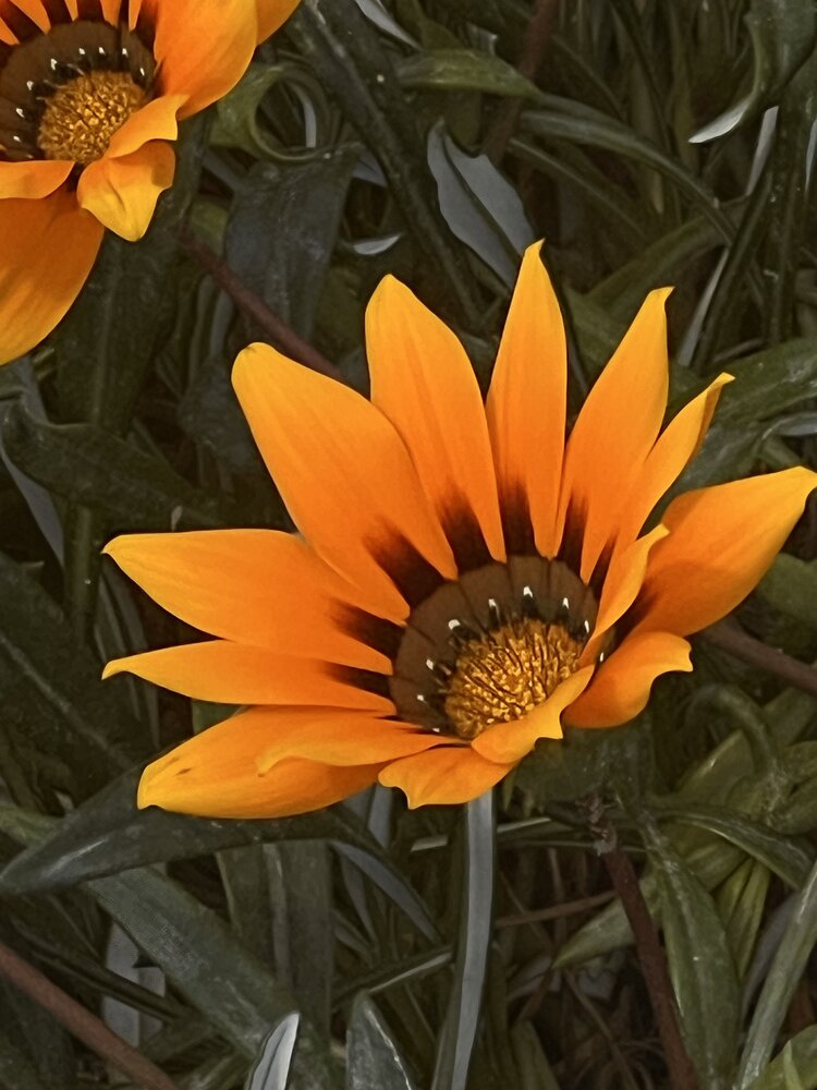 Orange flower