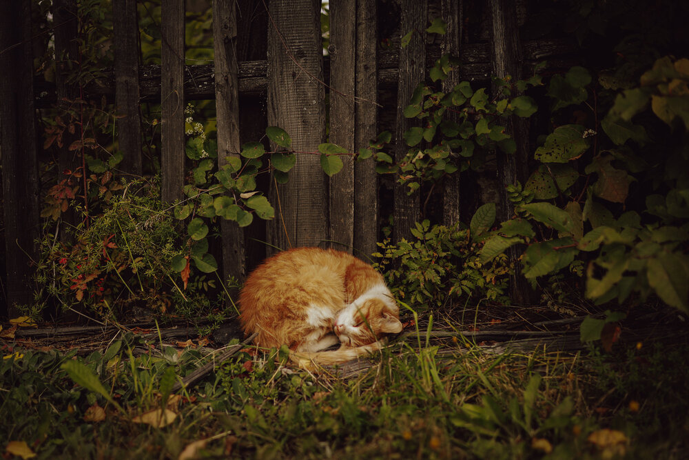 Бездомный котик