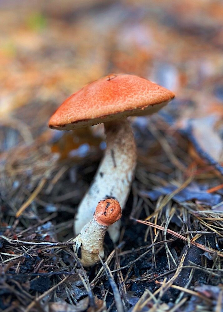 Мама и малыш